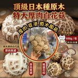 批發價-頂級日本種原木特大厚肉白花菇 600g（約25-35隻）(買1包送1包)2026/7 (29/7截 預計9月下旬)