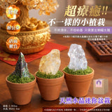 批發價-天然水晶迷你盆栽 (10/3截 預計4月中)